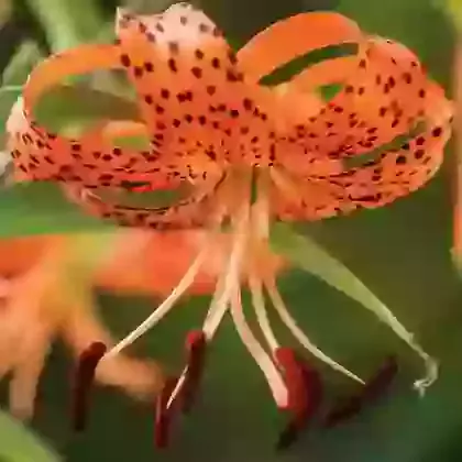 Lancifolium